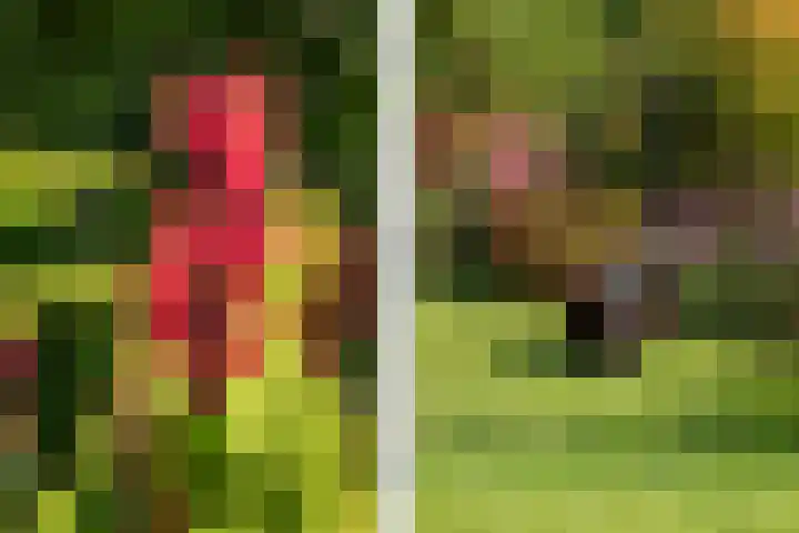 Oosterblokker 131 Oosterblokker thumbnail 51
