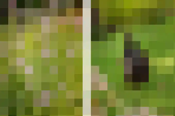 Oosterblokker 131 Oosterblokker thumbnail 52