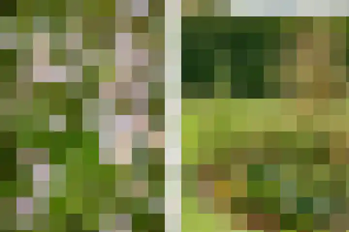 Oosterblokker 131 Oosterblokker thumbnail 53