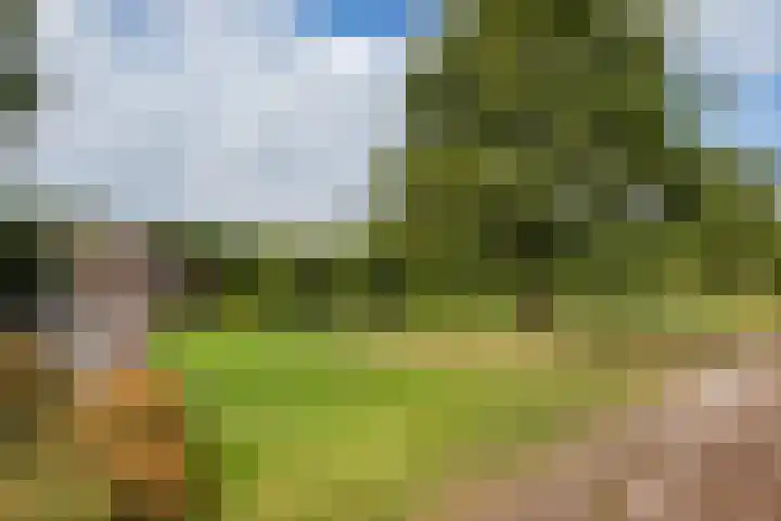 Oosterblokker 131 Oosterblokker thumbnail 69