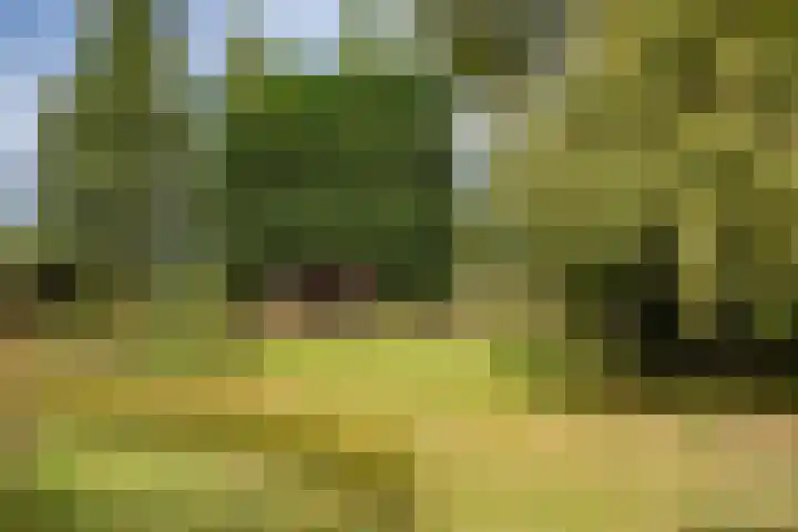 Oosterblokker 131 Oosterblokker thumbnail 76