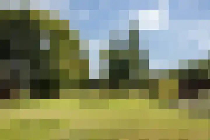 Oosterblokker 131 Oosterblokker thumbnail 77