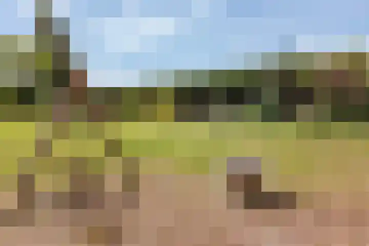 Oosterblokker 131 Oosterblokker thumbnail 78