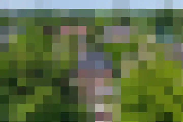 Oosterblokker 23 Oosterblokker thumbnail 47