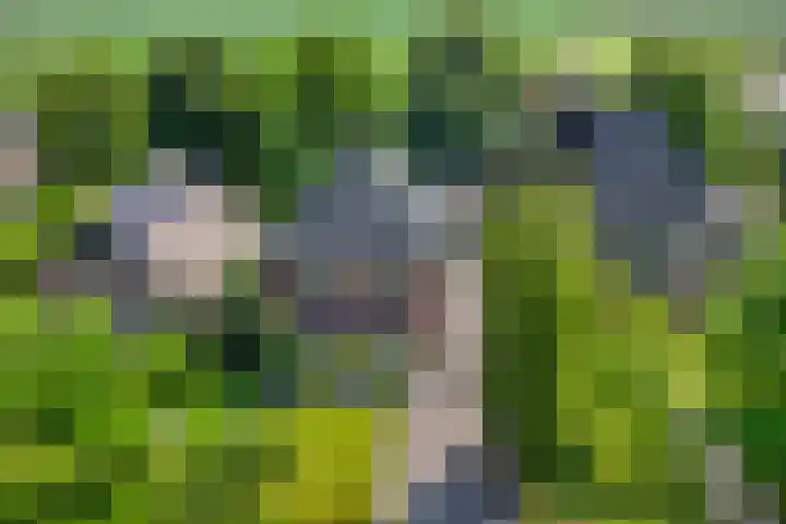 Oosterblokker 23 Oosterblokker thumbnail 51