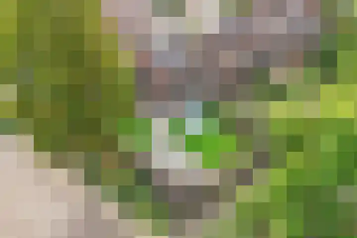 Oostercluft 14 Steenwijk thumbnail 52