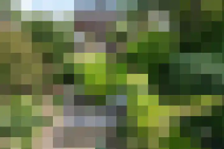 Oosterdiep WZ 126 Emmer-Compascuum thumbnail 24