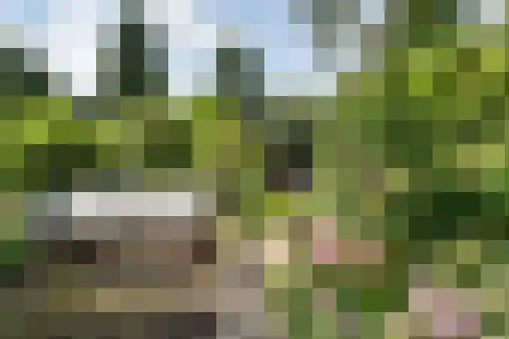 Oosterdiep WZ 126 Emmer-Compascuum thumbnail 30