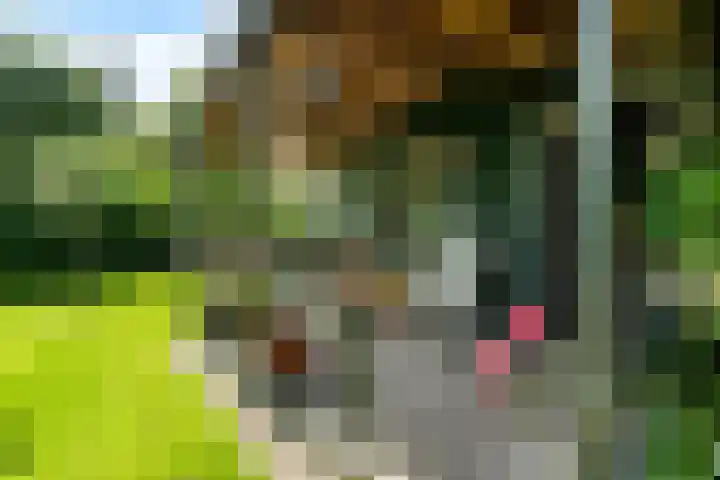 Oosterdiep WZ 126 Emmer-Compascuum thumbnail 32