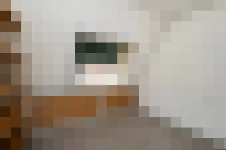 Oostergo 11 Dronten thumbnail 22