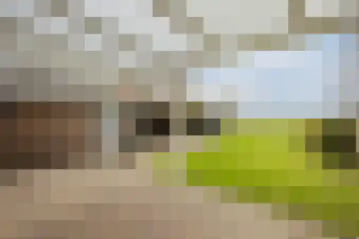 Oosterhulst 51 Nieuwleusen thumbnail 52