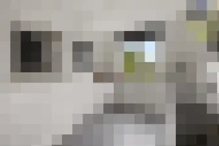 Oosterkamp 23 Voorthuizen thumbnail 11