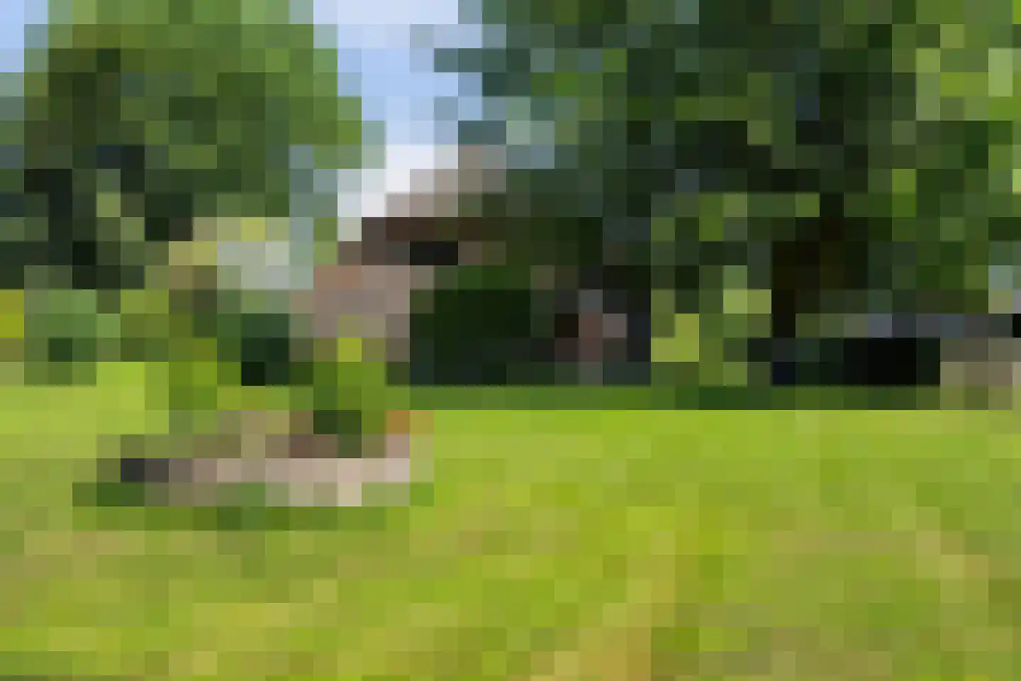 Oosterse Es 2 Appelscha thumbnail 20