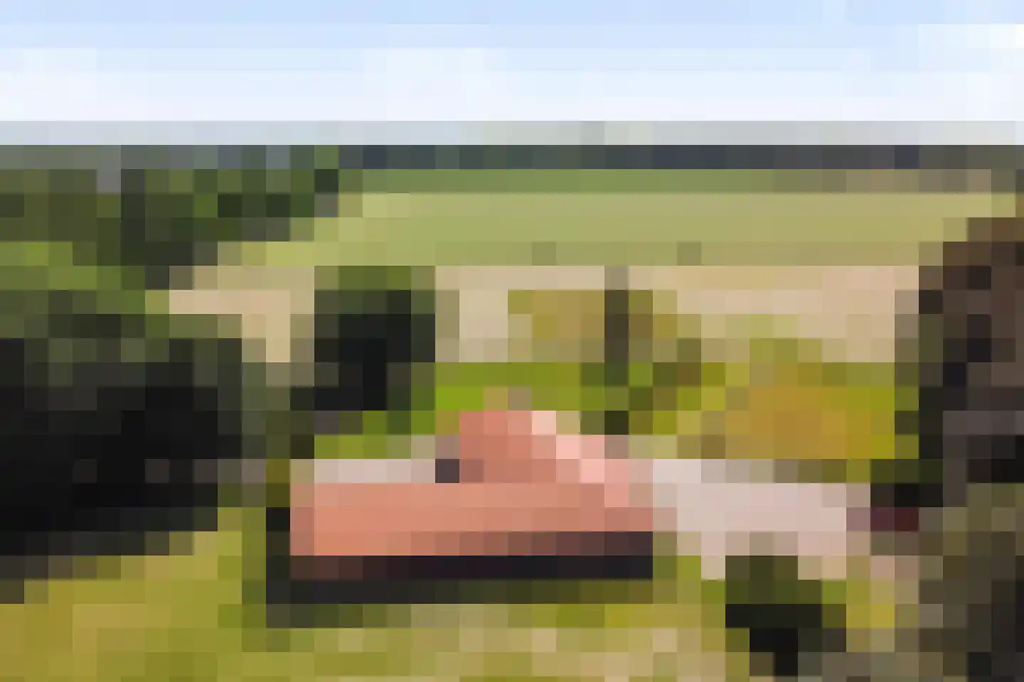 Oosterse Es 2 Appelscha thumbnail 55