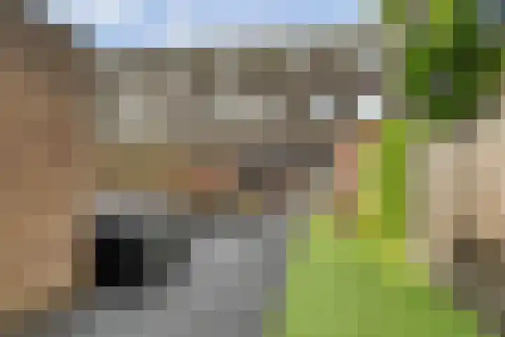 Oosterveen 12 Raalte thumbnail 28
