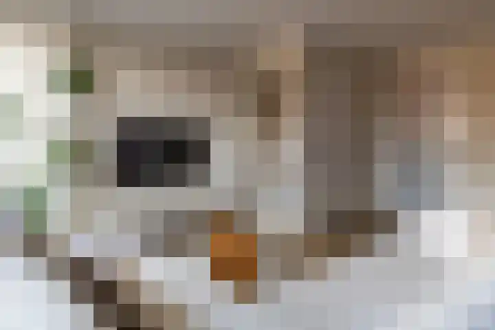 Oosterveen 17 Raalte thumbnail 5