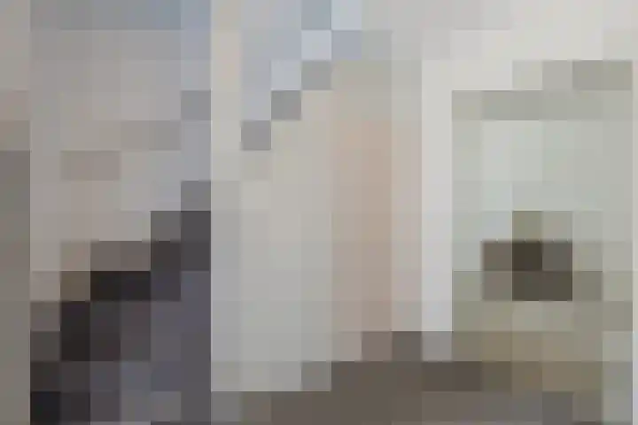 Oosterveen 21 K Nieuwleusen thumbnail 9