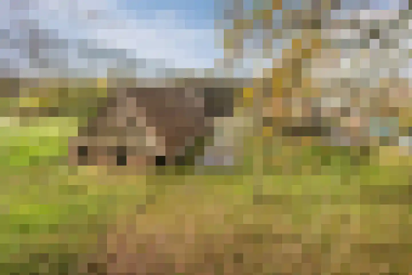 Oosterveen 63 Nieuwleusen thumbnail 62