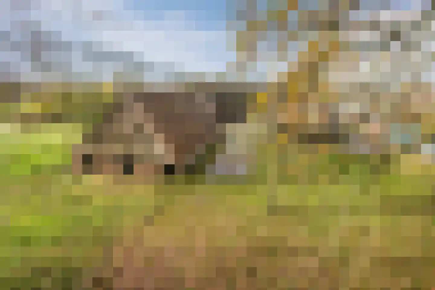 Oosterveen 63 Nieuwleusen thumbnail 61