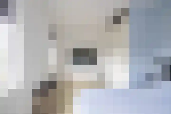 Oosterwal 10 Assen thumbnail 38