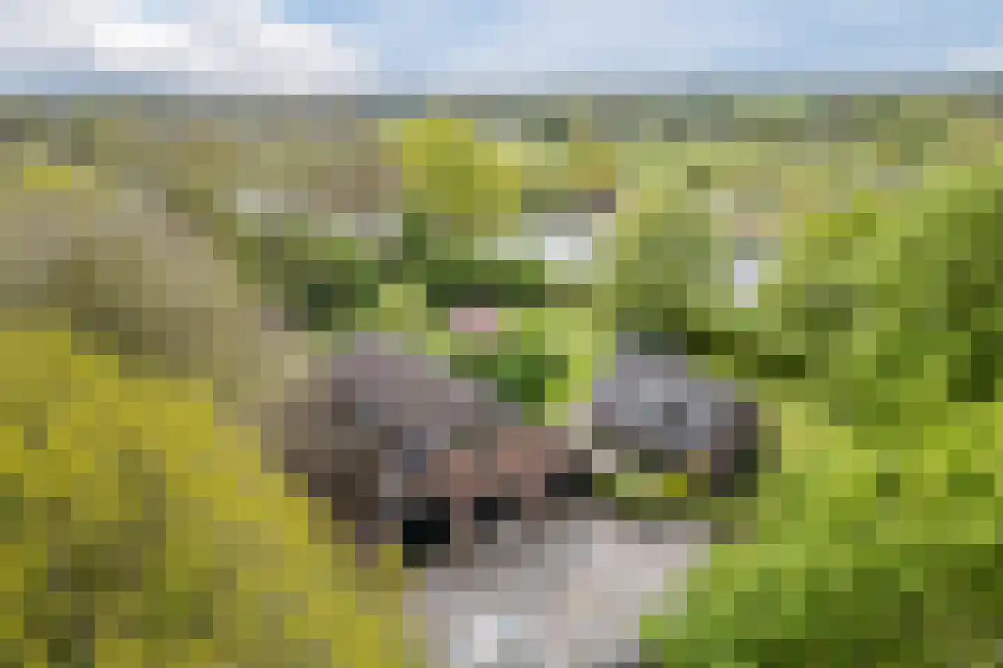 Oosterweg 17 Beerzerveld thumbnail 5