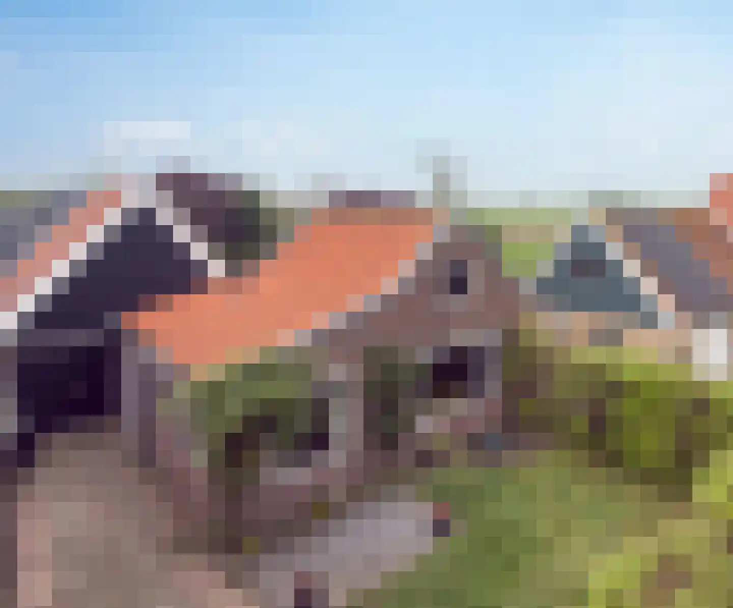 Oostgraftdijk 29 Oost-Graftdijk thumbnail 37