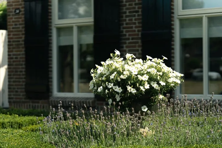 Oostmoer 34 Nispen thumbnail 81