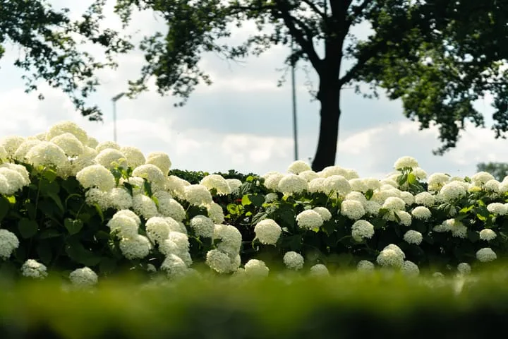 Oostmoer 34 Nispen thumbnail 84
