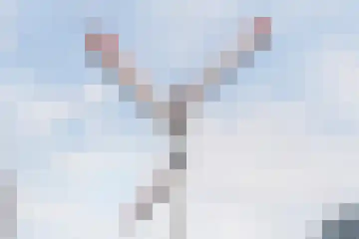 Oostplein 8 Delft thumbnail 29