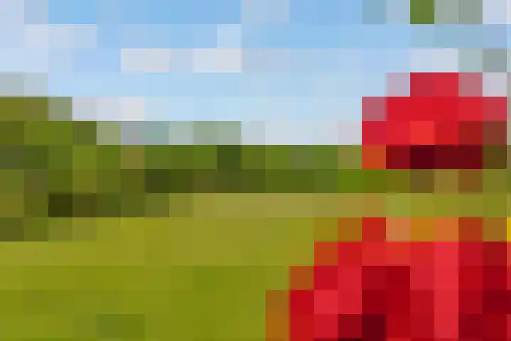 Oostrumsdijkje 3 Houten thumbnail 50