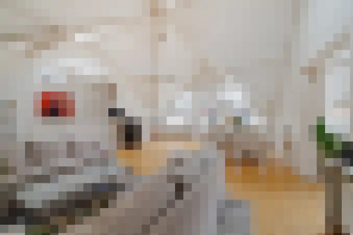 Ooststraat 2 C Den Haag thumbnail 14