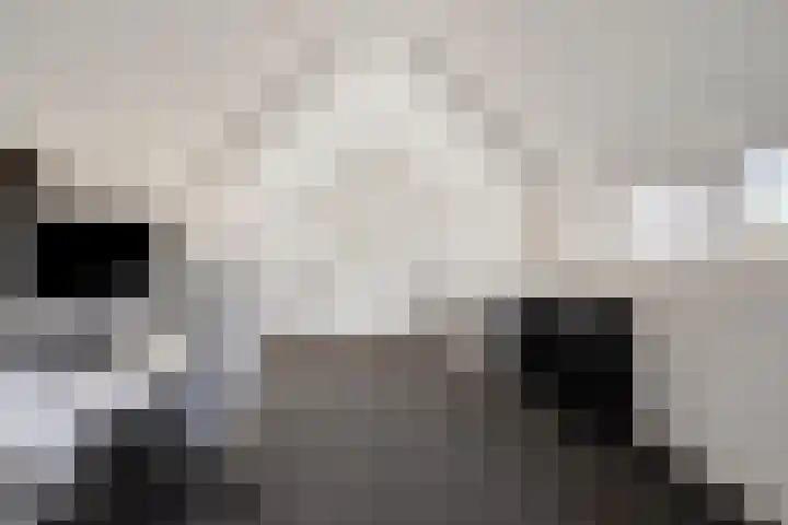 Oostwal 158 A Oss thumbnail 4