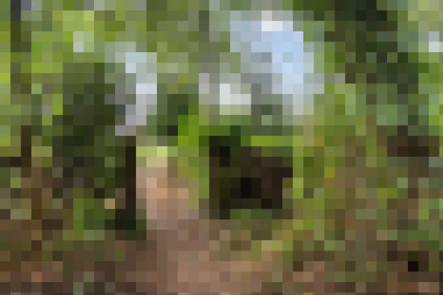 Oostwijk 13 Hollandscheveld thumbnail 43