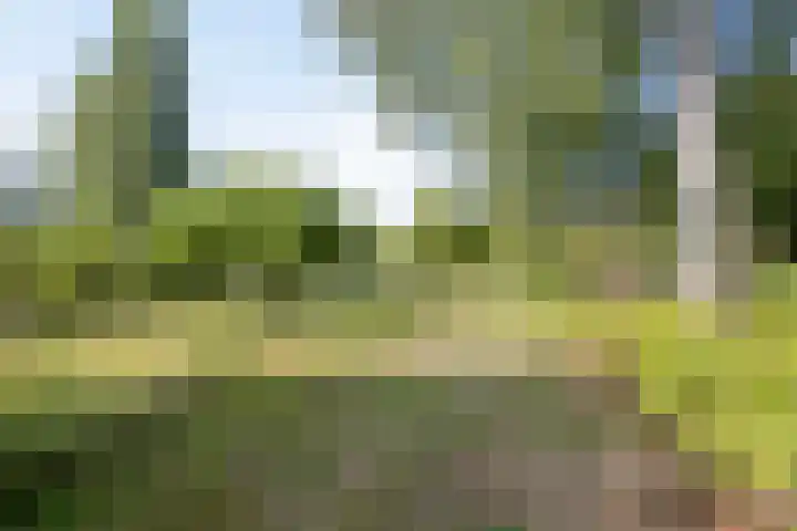 Op de Bies 38 Schimmert thumbnail 57