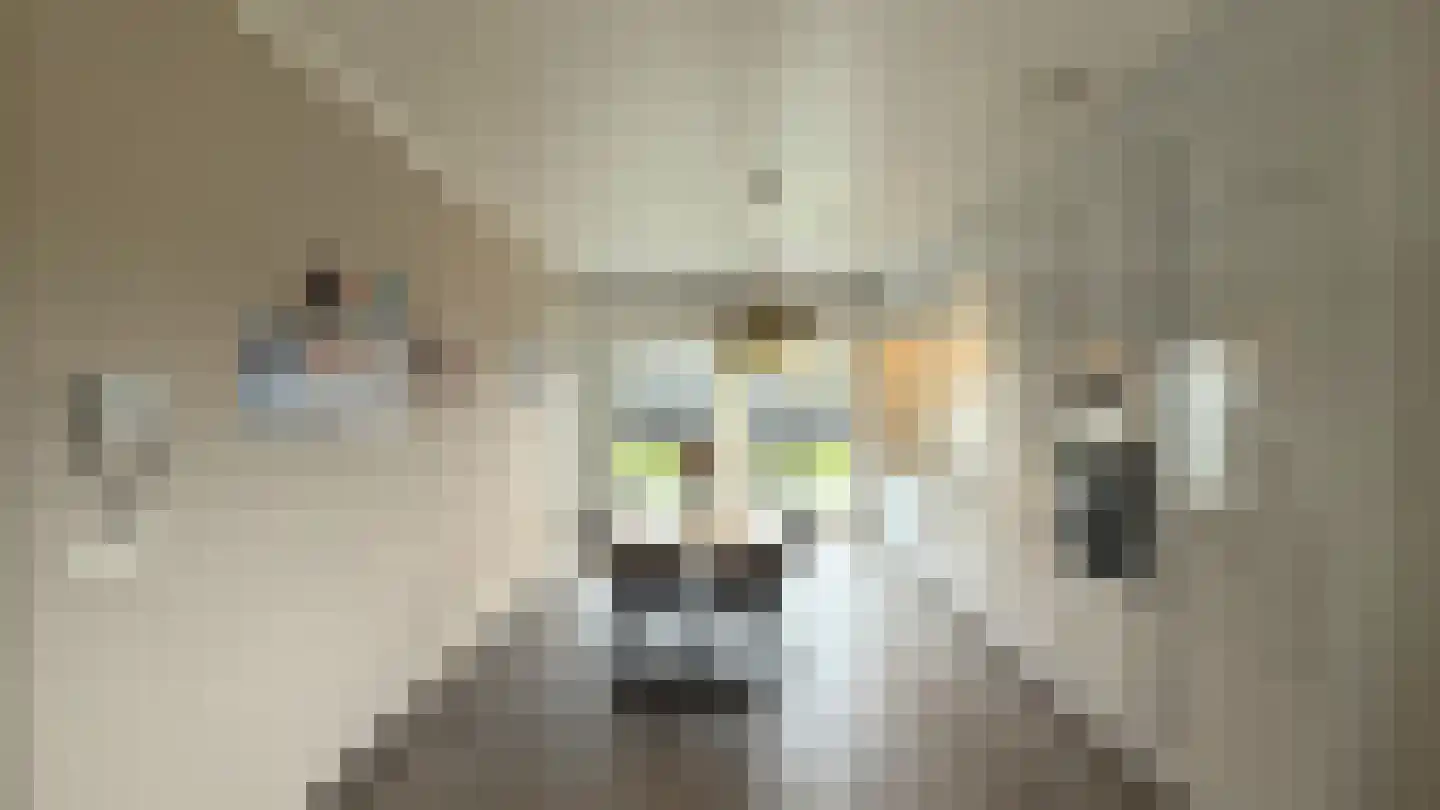 Op de Weerdt 3630 Maasmechelen Elsloo thumbnail 12