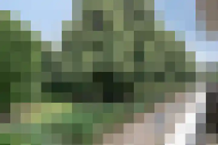 Op den Akker 98 Venlo thumbnail 38