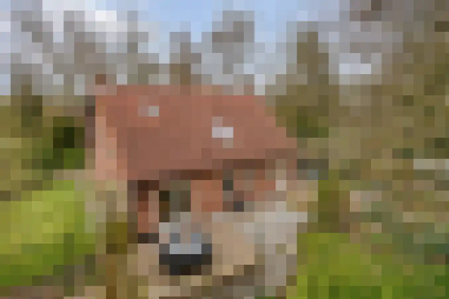 Op den Bosch 3 a Maashees thumbnail 4