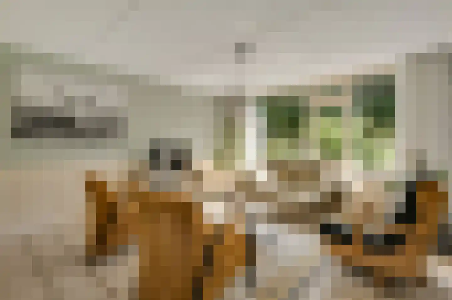 Op den Toum 73 Haelen thumbnail 10