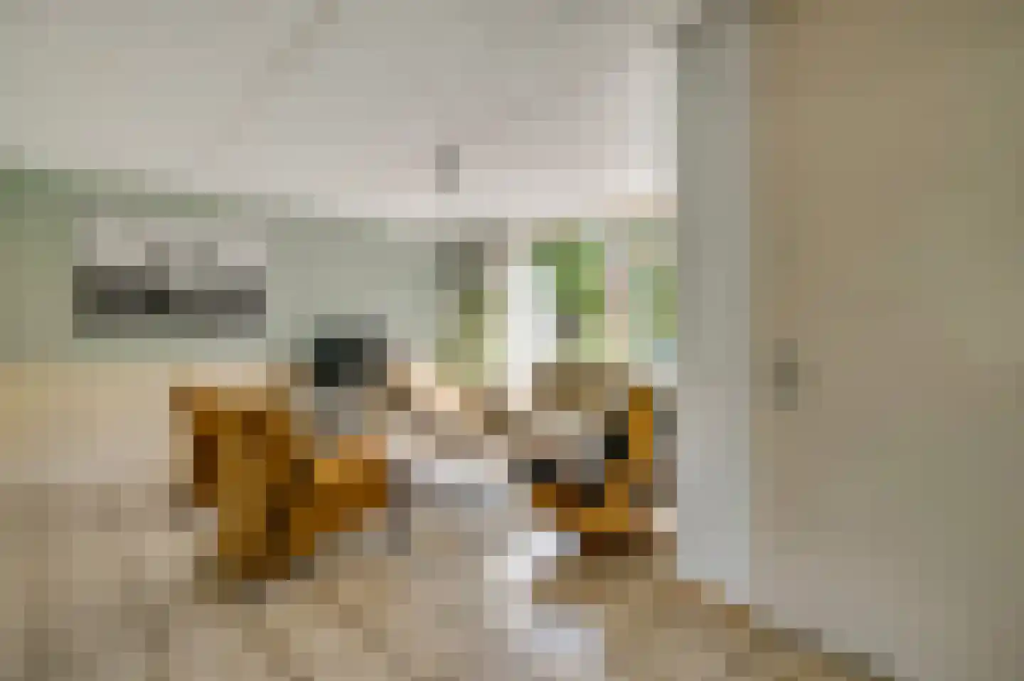 Op den Toum 73 Haelen thumbnail 8
