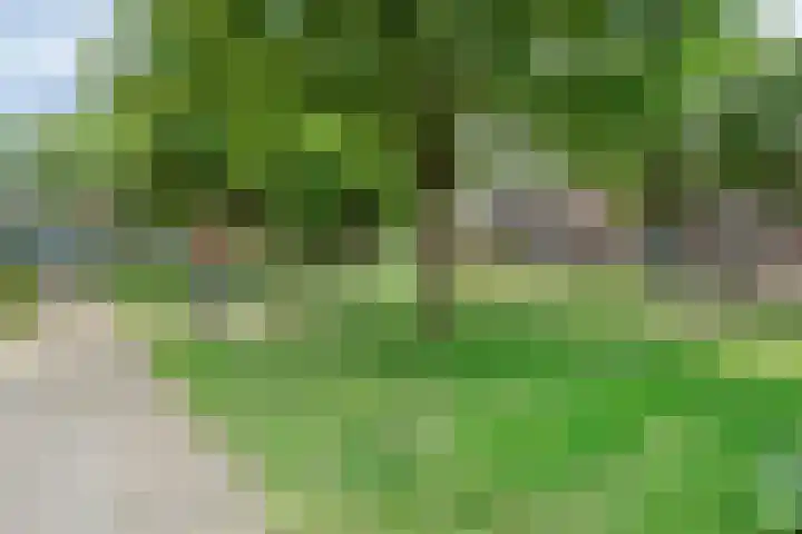 Op den Toum 93 Haelen thumbnail 31