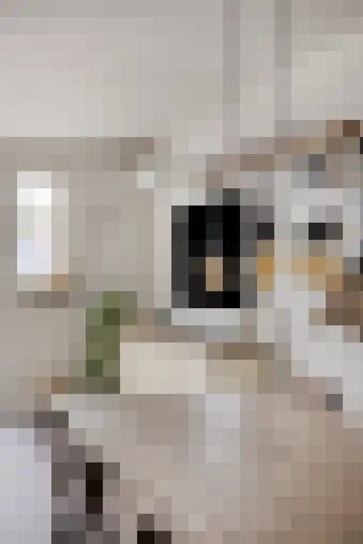 Op Gen Hoes 83 Brunssum thumbnail 8