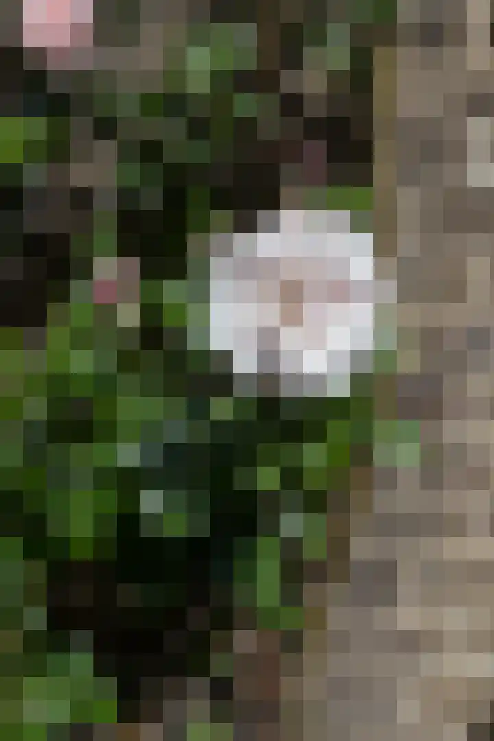 Ophelialaan 66 Aalsmeer thumbnail 9