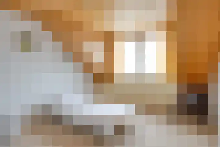 Ophoviusstraat 7 Heesch thumbnail 13