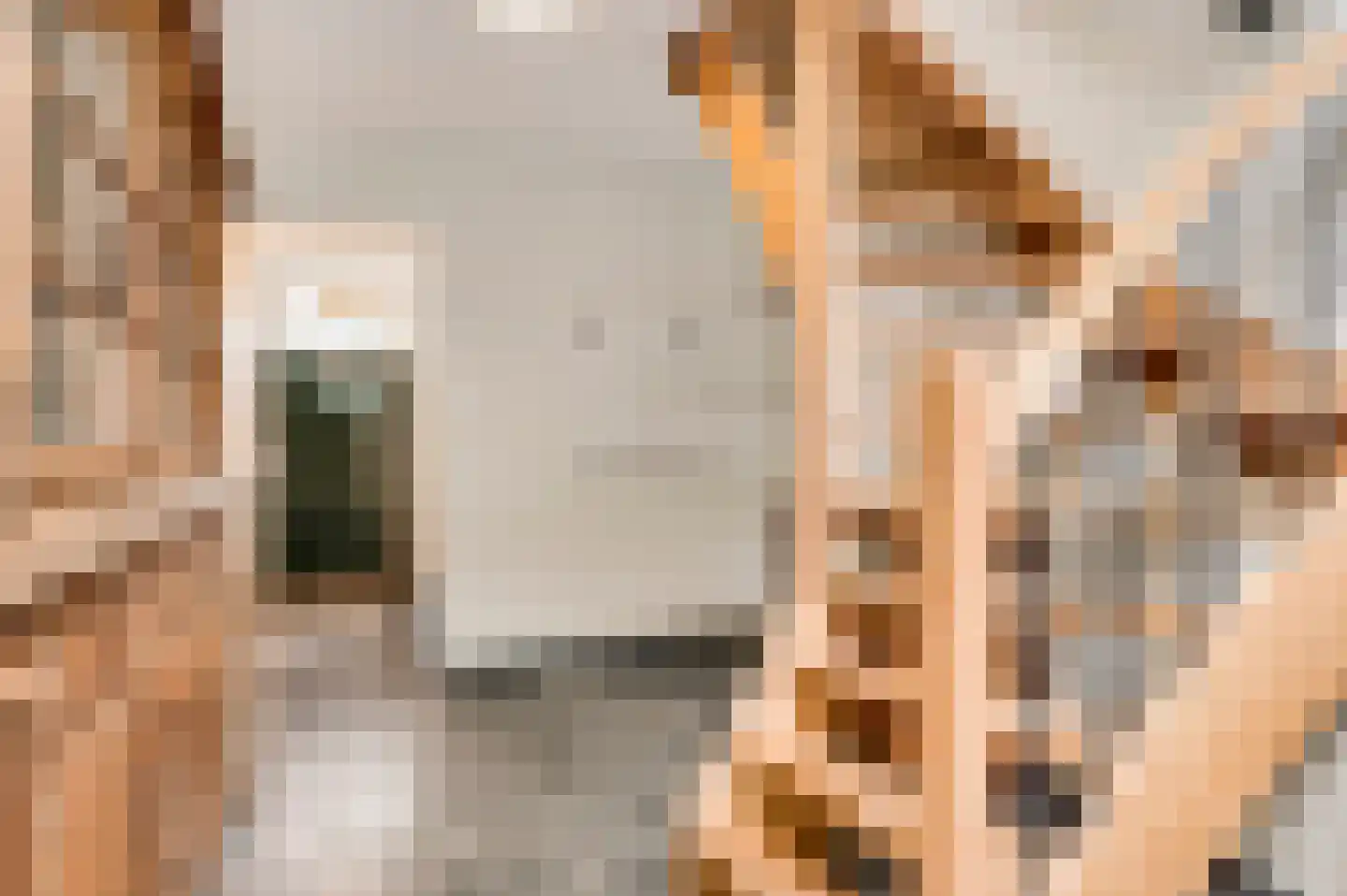 Opperdonkseweg 8 Lottum thumbnail 53