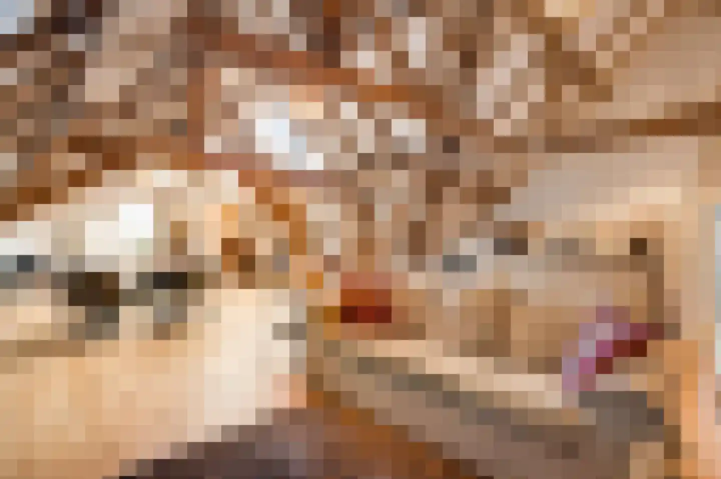 Opperdonkseweg 8 Lottum thumbnail 57