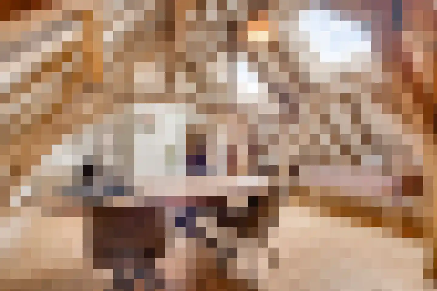 Opperdonkseweg 8 Lottum thumbnail 58