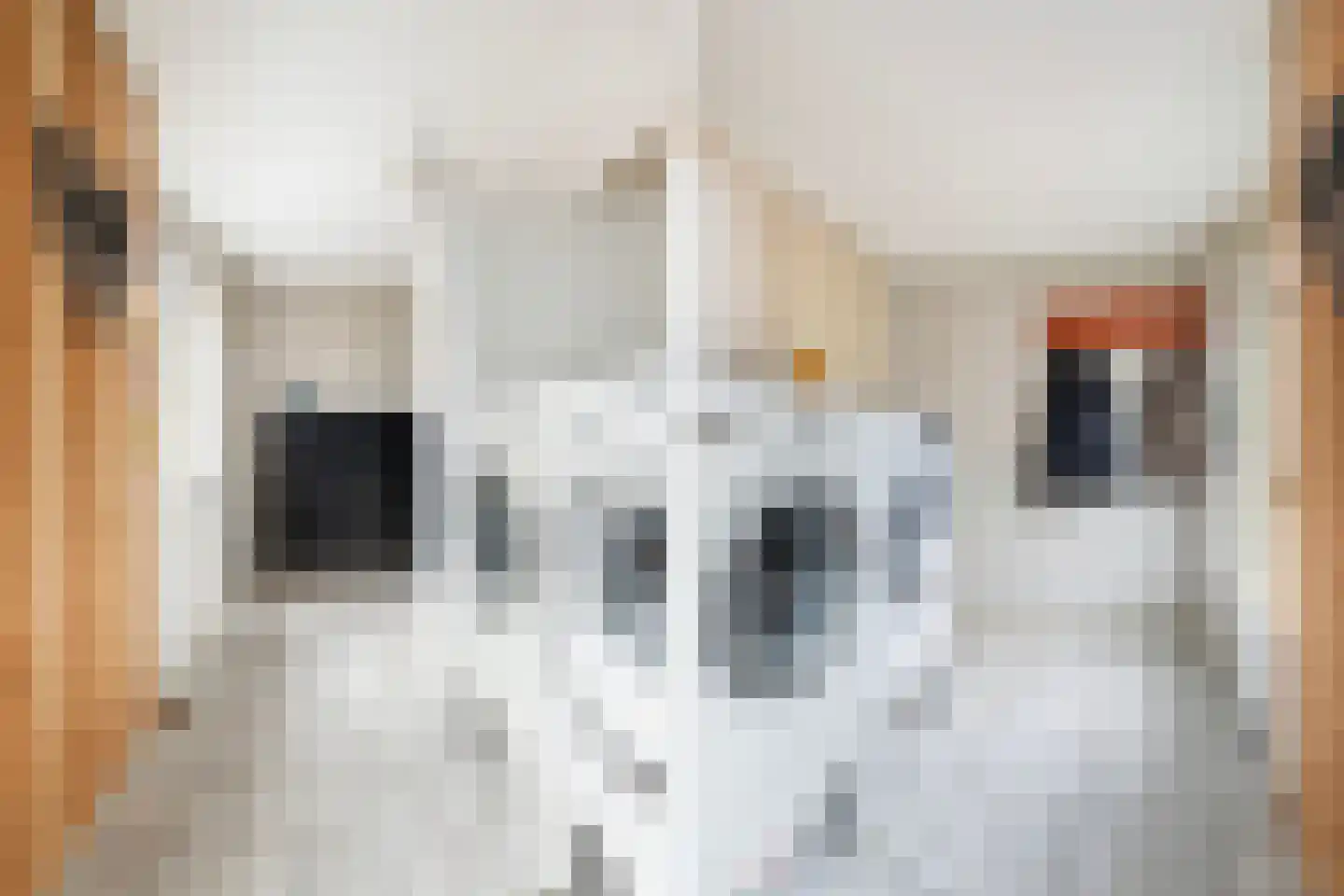 Optwizel 28 Twijzel thumbnail 30