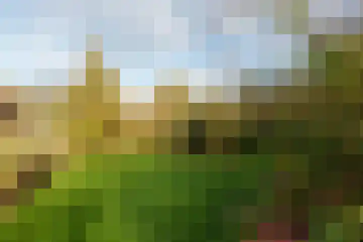 Oranje 45 Oranje thumbnail 31