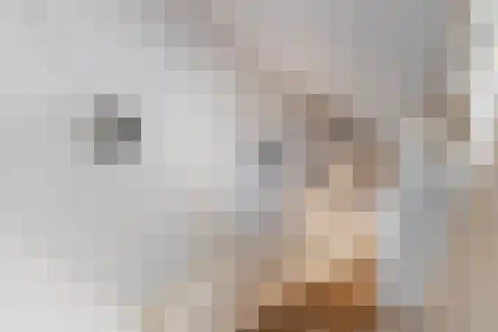 Oranje Nassaulaan 125 Overveen thumbnail 17