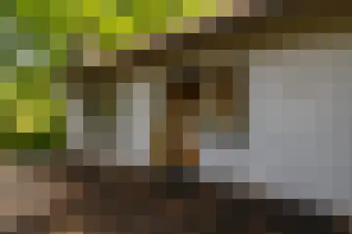 Oranje Nassaulaan 2 Blaricum thumbnail 30